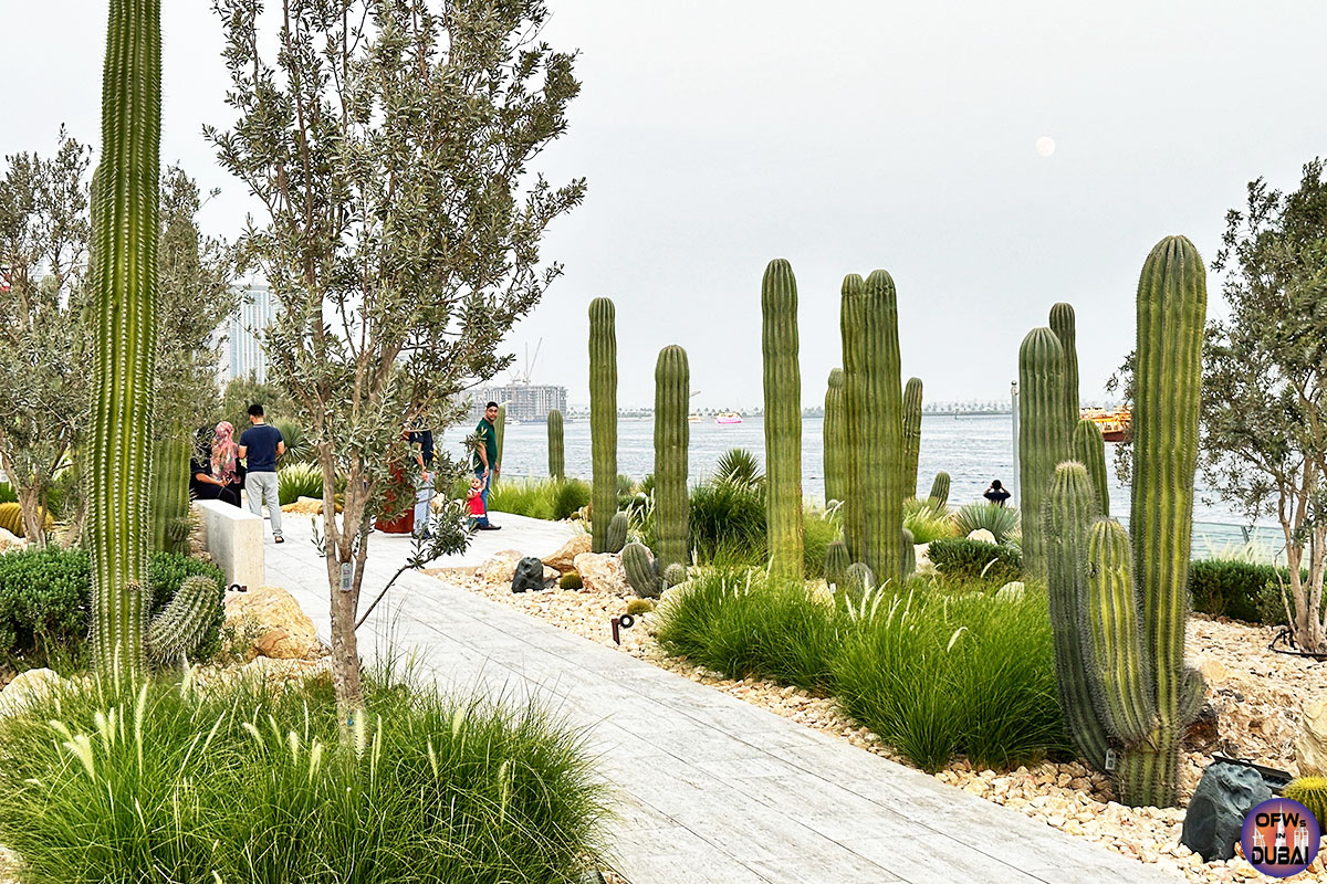 Exploring Cactus Park in Jaddaf: A New Tourist Spot in Dubai